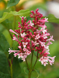 Lilac 'Pinktini' (5-gallon)