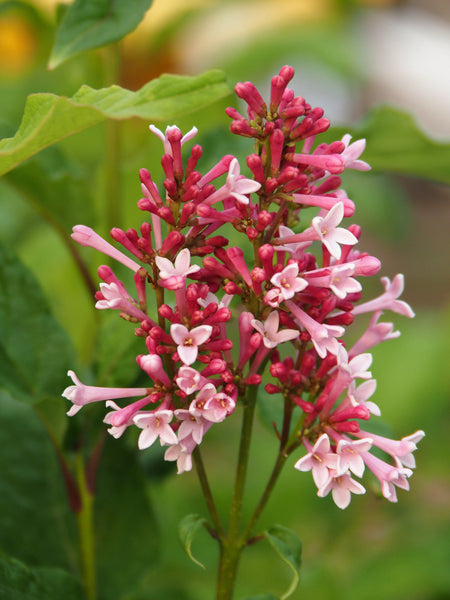 Lilac 'Pinktini' (5-gallon)