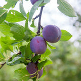 Plum, Brookred (7-gallon)