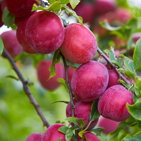 Plum, Pembina (7-gallon)