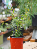 Live Plant - Salvatski Pomegranate (Punica granatum)