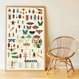 Discovery Poster - Poppik® Insects
