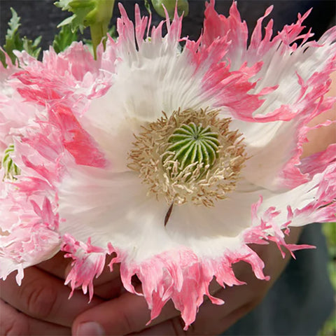Poppy, Amorpha (Organically Grown Seeds)