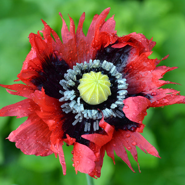 Poppy, Drama Queen (Organically Grown Seeds)