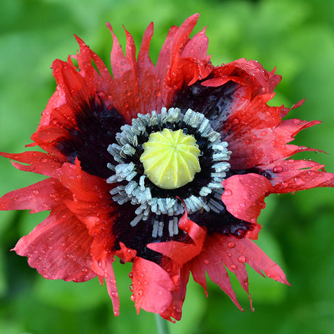 Poppy, Drama Queen (Organically Grown Seeds)