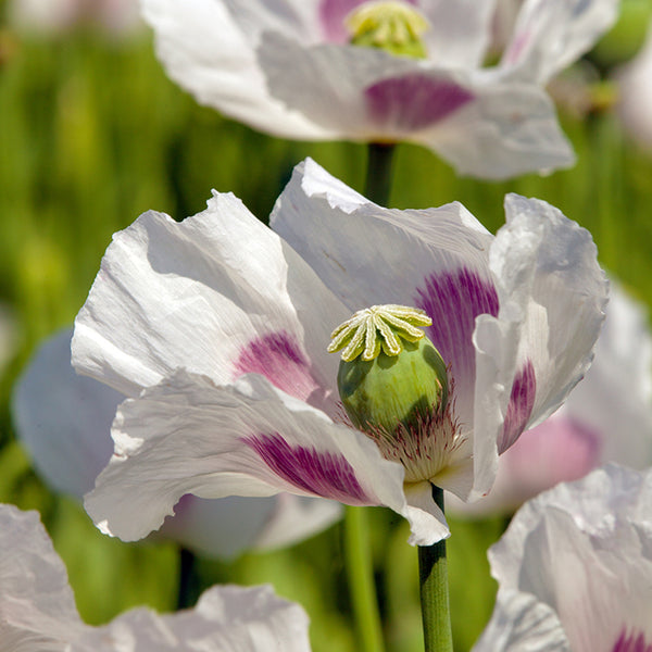 Poppy, Elka White Oilseed (Organically Grown Seeds)