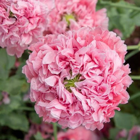 Poppy, Flamatt Double Pink (Organically Grown Seeds)