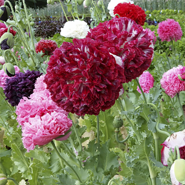 Poppy, Perky Peony (Organically Grown Seeds)