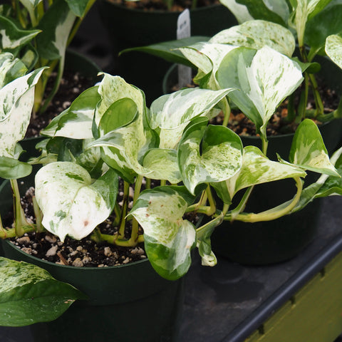 Live Plant - Epipremnum 'Manjula' - 6-inch pot