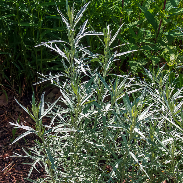 Prairie Sage (Organically Grown Seeds)