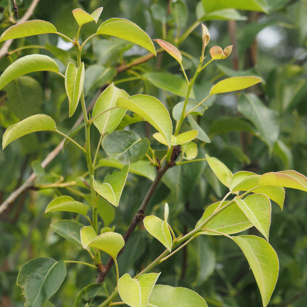 (orchard) Pear, Prairie Welcome - Mid-Summer SALE (5-gallon)