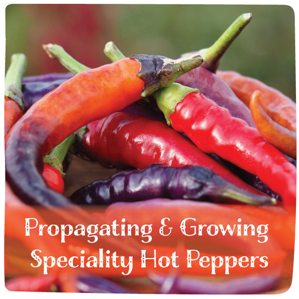 Propagating & Growing Speciality Hot Peppers - February 21, 2026 - 1:00 pm