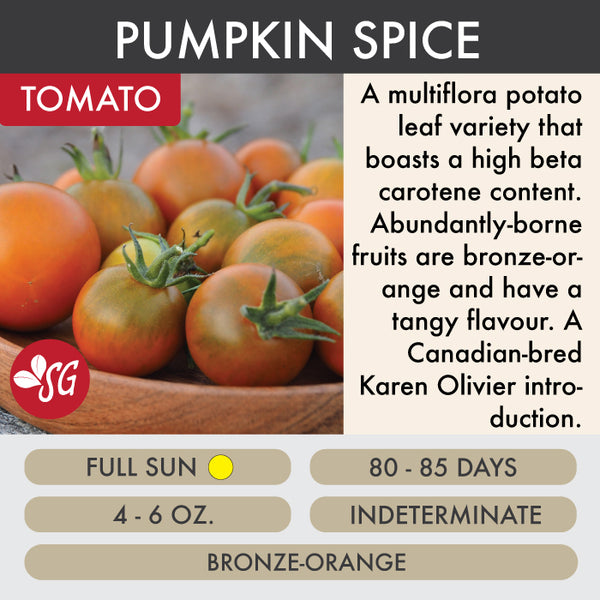 Pumpkin Spice - Tomato Plant Pre-Order 2026