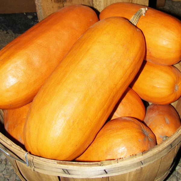 Pumpkin, Algonquian (Certified Organic Seeds)