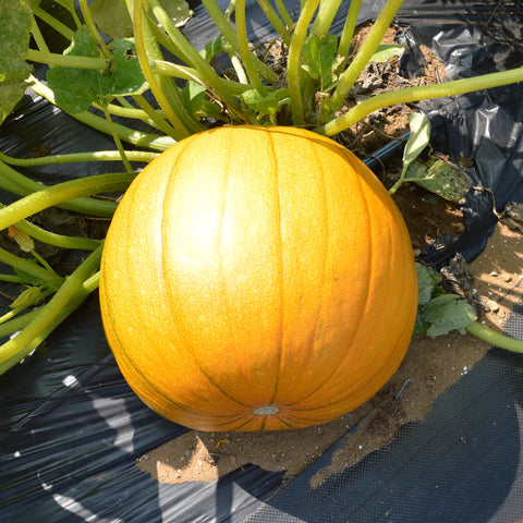 Pumpkin, Cheyenne Bush (Certified Organic Seeds)