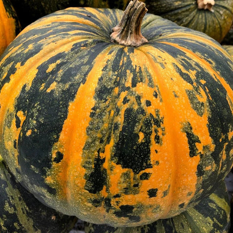 Pumpkin, Styrian Hulless (Certified Organic Seeds)