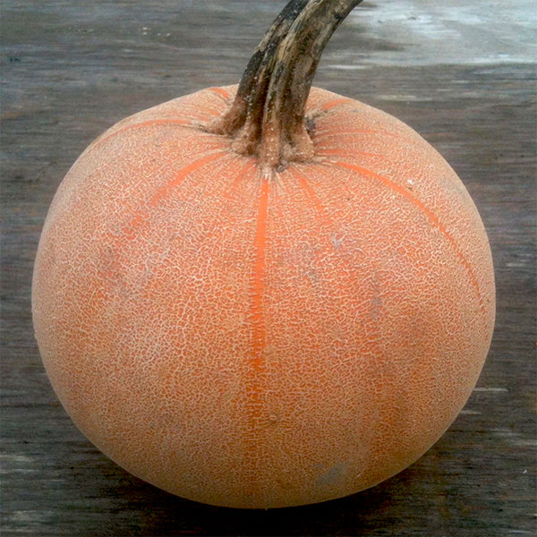 Pumpkin, Winter Luxury (Certified Organic Seeds)