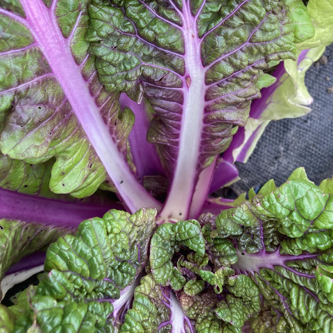 Purple Bekana (Asian Greens) (Certified Organic Seeds)
