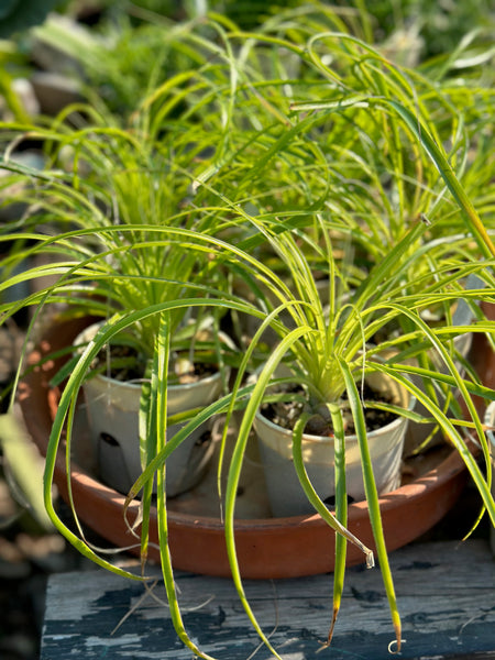 Live Plant - Puya mirabilis (Bromeliad)