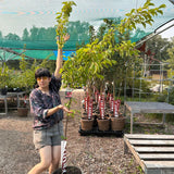 Plum, Queen of Hearts - 5-6 ft