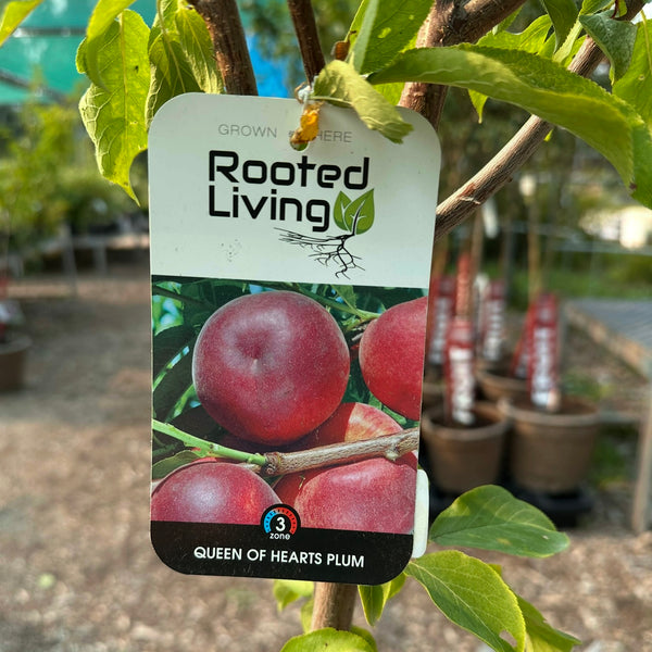 Plum, Queen of Hearts - 5-6 ft