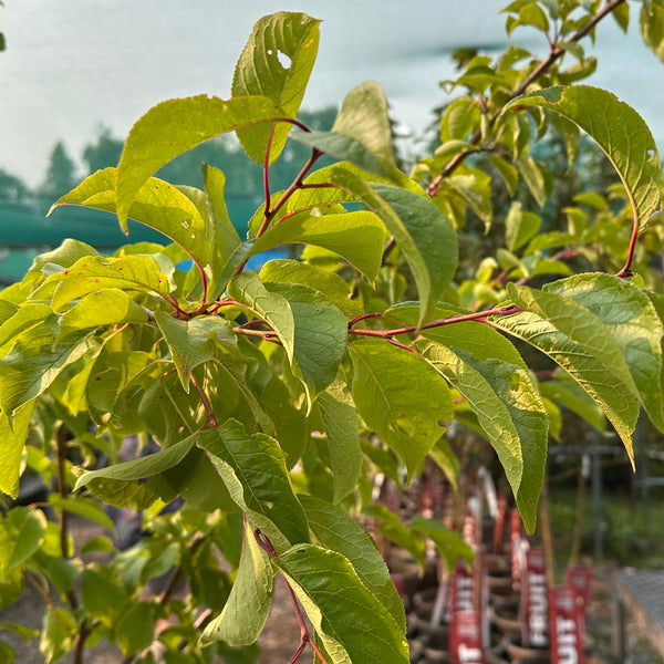 Plum, Queen of Hearts - 5-6 ft
