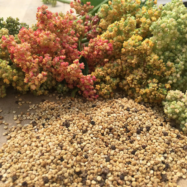 Quinoa, Rainbow (Mix), (Certified Organic Seeds)