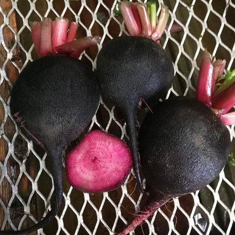 Radish, Black Crimson (Certified Organic Seeds)