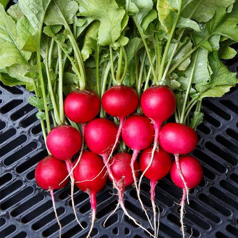 Radish, Raxe (Certified Organic Seeds)