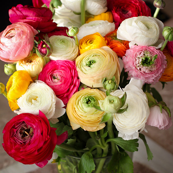 Bulbs - Ranunculus Mix for Spring Planting