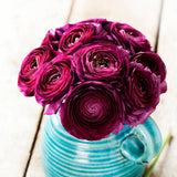 Bulbs (Spring) - Ranunculus, Purple Sensation