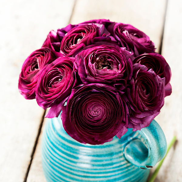 Bulbs (Spring) - Ranunculus, Purple Sensation