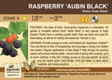 Raspberry, 'Aubin Black' - 1-gallon ORCHARD PREORDER FOR LATE MAY 2024