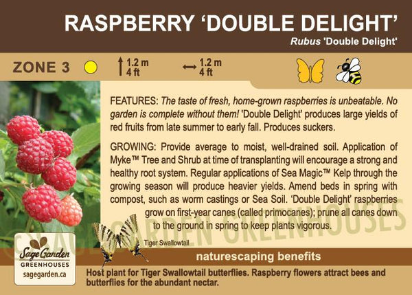 Raspberry, 'Double Delight' - 1-gallon ORCHARD PREORDER FOR LATE MAY 2024