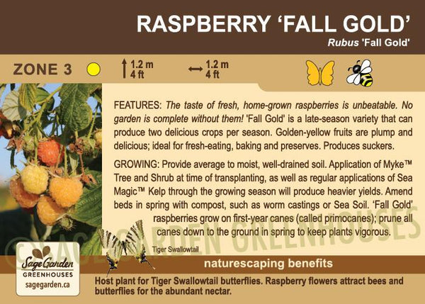 Raspberry, Fall Gold - 1-gallon ORCHARD PREORDER FOR LATE MAY 2024