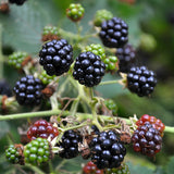 Raspberry, 'Wyoming Black' (1-gallon)