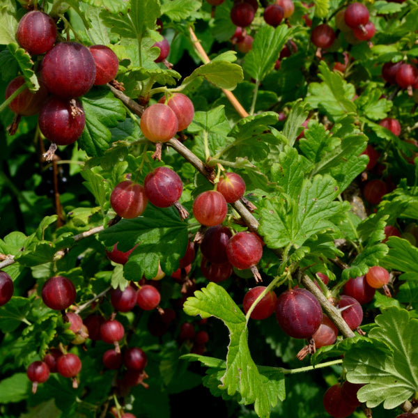 Gooseberry, Hinnonmäki Red (2-gallon)