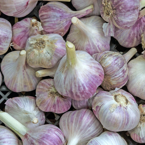 Bulbs - Garlic, Kostyn's Red (Certified Organic) - PREORDER