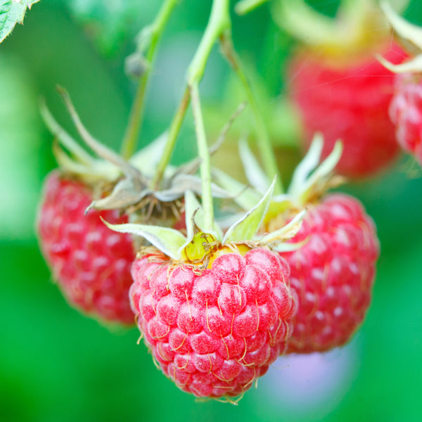 Raspberry, Souris (1-gallon)