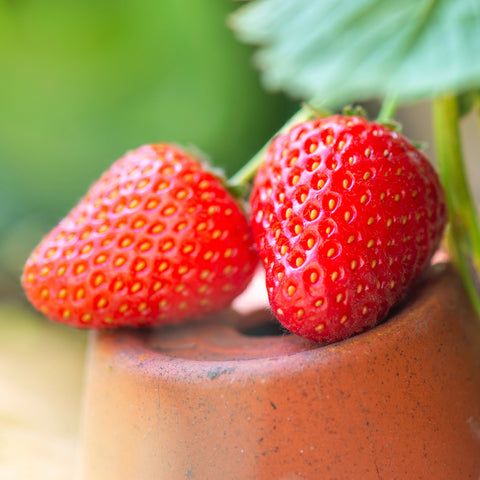 Strawberry 'Berries Hill Montana' - Set of 5 in root developer pots