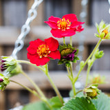 Strawberry 'Ruby Ann' - Set of 5 in root developer pots