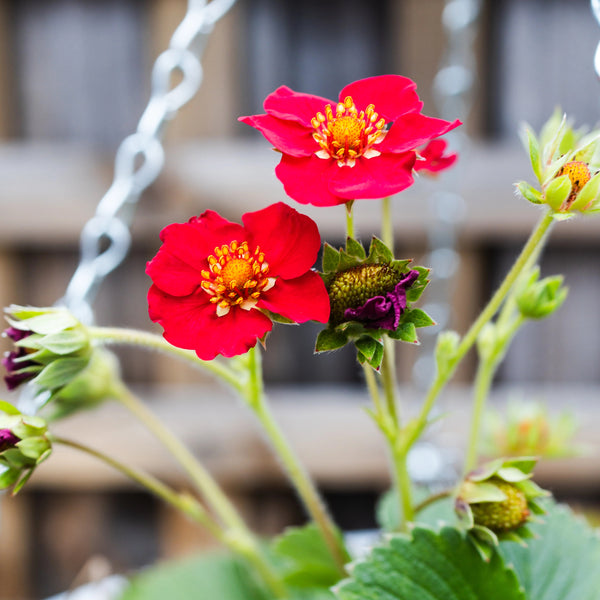 Strawberry 'Ruby Ann' - Set of 5 in root developer pots