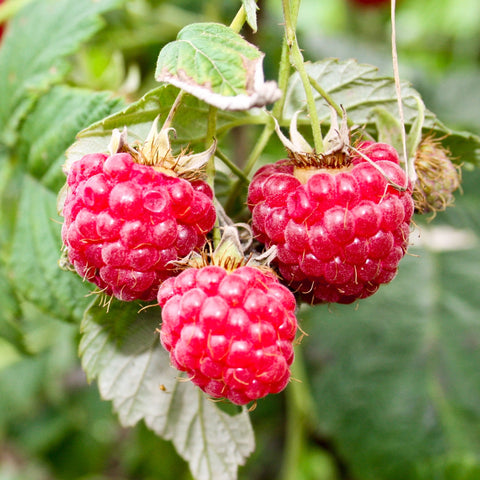 Raspberry, Red River (1-gallon)