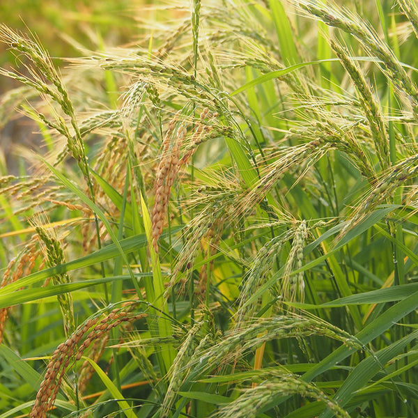 Rice, Upland (Organically Grown Seeds)