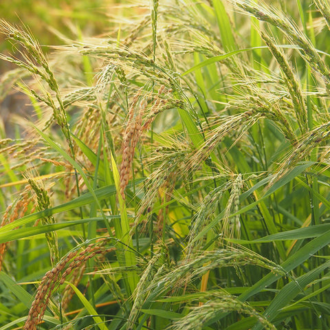 Rice, Upland (Organically Grown Seeds)