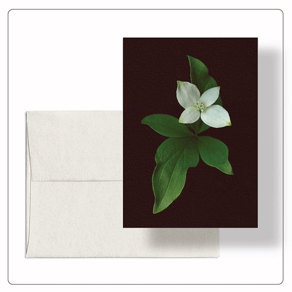 Roaul and Simone - Bunchberry Note Card