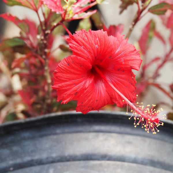 Live Plant - Hibiscus, Rose Queen (Hibiscus rosa-sinensis)