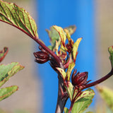 Roselle flowers growing in Manitoba