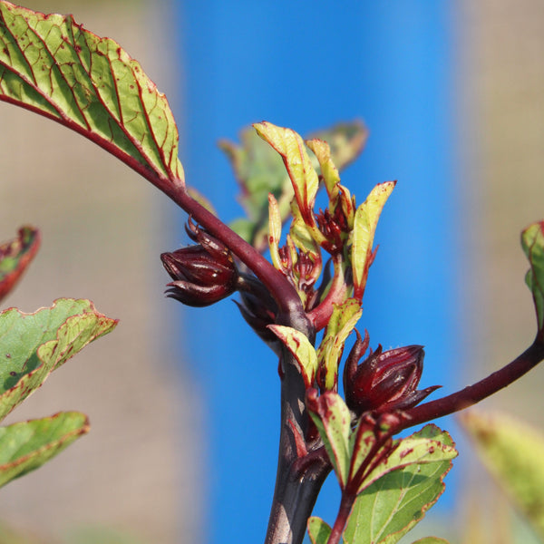 Roselle flowers growing in Manitoba