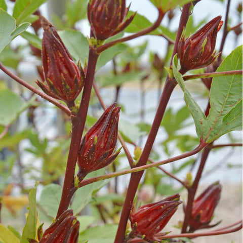 Red hibiscus flower buds on a green plant with a blurred background